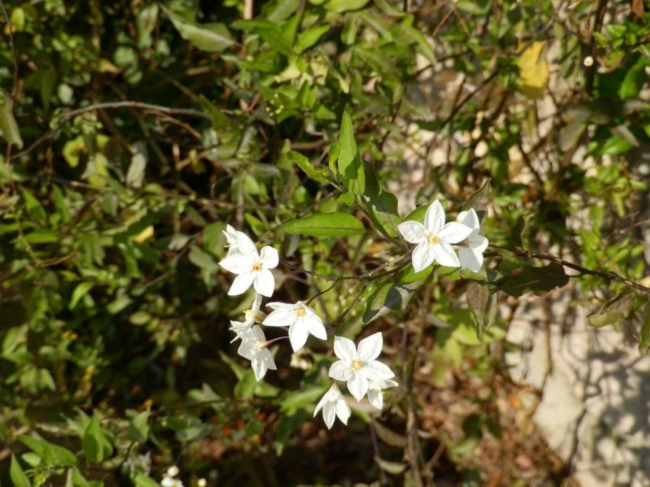Ulivi Sul Garda Garden By Gardadomusmea Apartment Tremosine Bagian luar foto